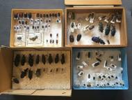 chrysomelidae_collection_natural_history_museum_london_17-1-500x375.jpg