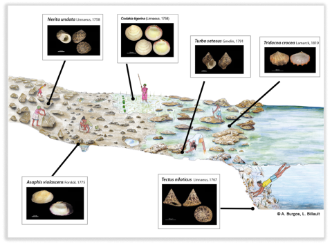 Pêche aux coquillages, Timor-Leste