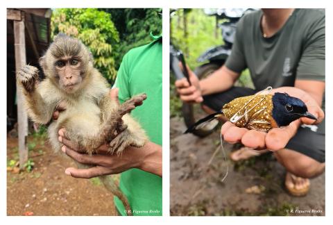 Terrain Rafael Figueroa Brollo