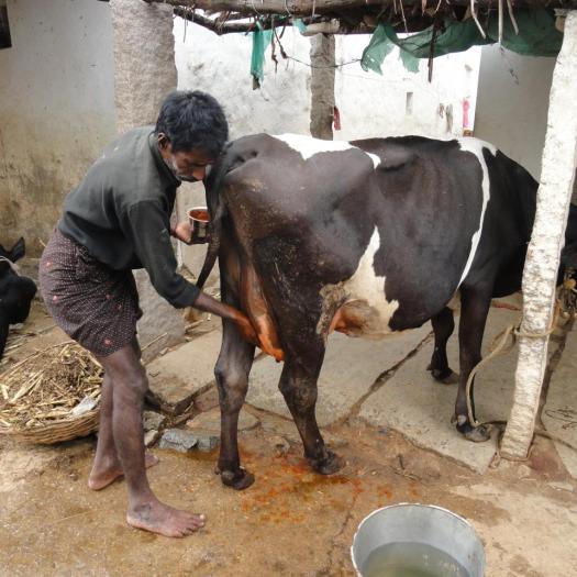 One Health Approach to Level Up Ethnoveterinary Practises in Rural India