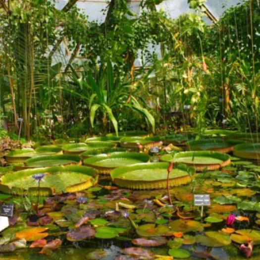 Jardin botanique de Lyon, Parc de la tête d’or. A l’intérieur des serres de collection. © Vegonaise/Unsplas