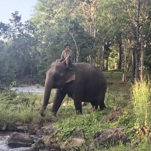 éléphant © Nicolas Lainé