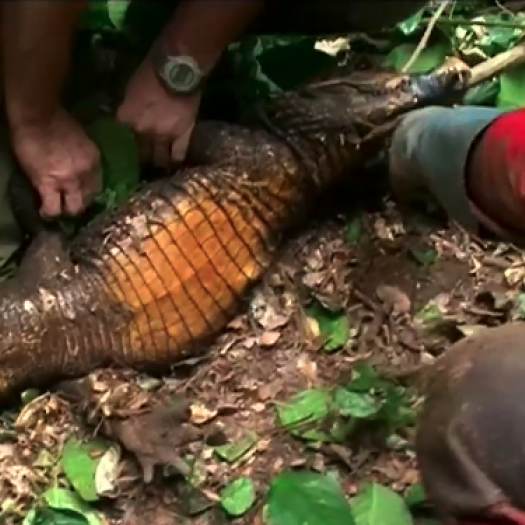 sur-les-traces-du-crocodile-orange-au-gabon.png