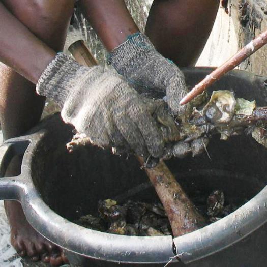 cueilleuse-de-mangrove-cormersalem.jpg