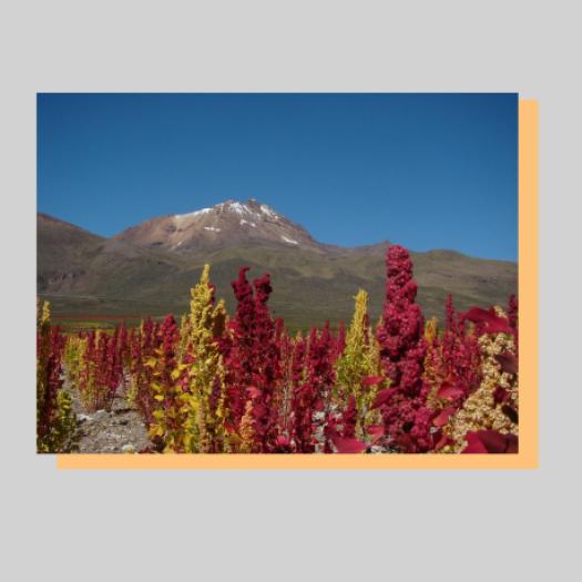la_quinua_en_el_altiplano_boliviano.jpg