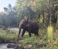 éléphant © Nicolas Lainé