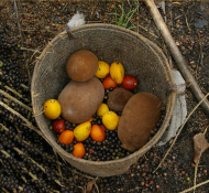 Agrobiodiversite_et_connaissances_traditionnelles_en_Amazonie_bresilienne