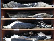 collection d'oiseaux_sylla