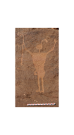 wasrap1-2013locus011.png