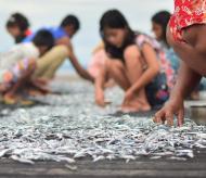 peche-these-vanlaer.jpg