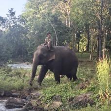 éléphant © Nicolas Lainé