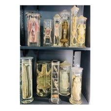 collections vivantes